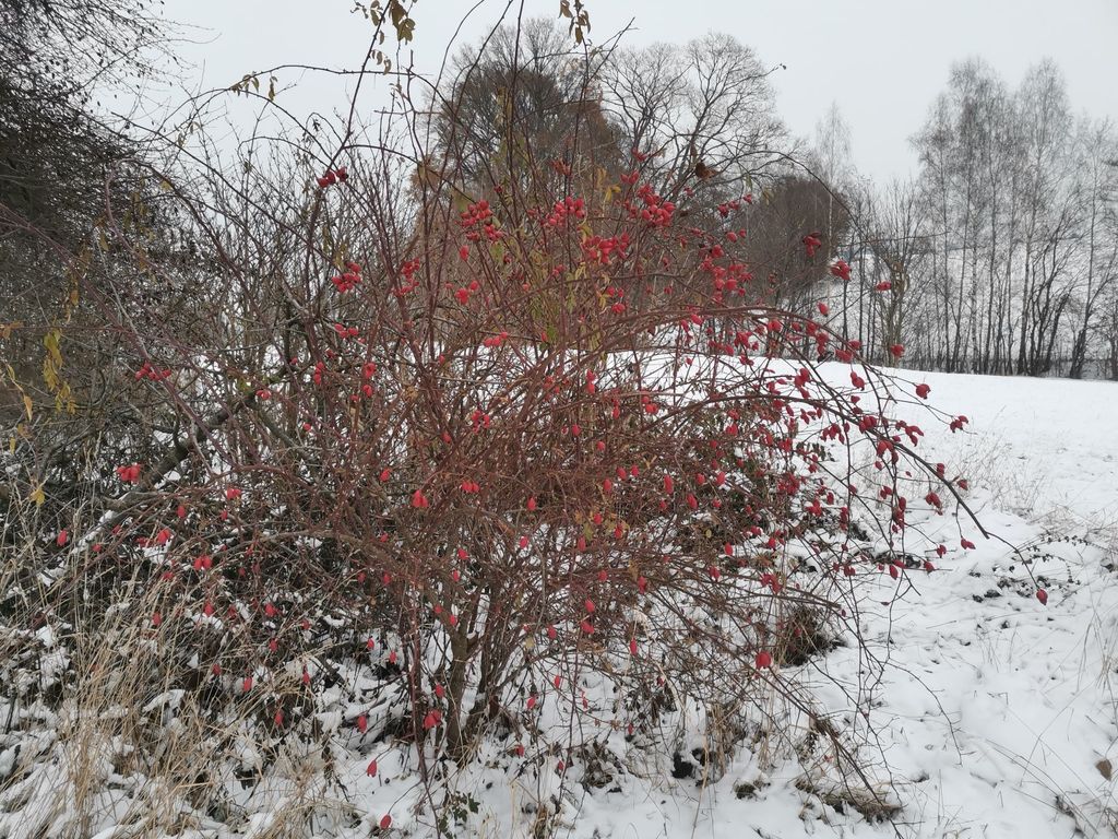 Tranquilidad absoluta: tiempo libre en la granja