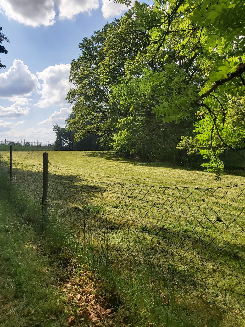 Meadow area at the edge of the forest between hop gardens