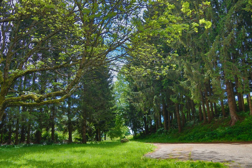  Bienvenido a la Selva Negra, destino de ensueño para los campistas