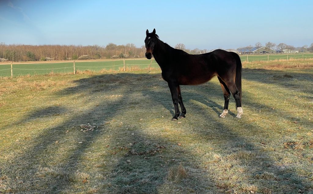 Autark campen in Wedemark auf der Pferdeweide