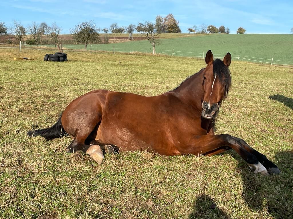 Naturnahe Campingwiese in tierischer Nachbarschaft