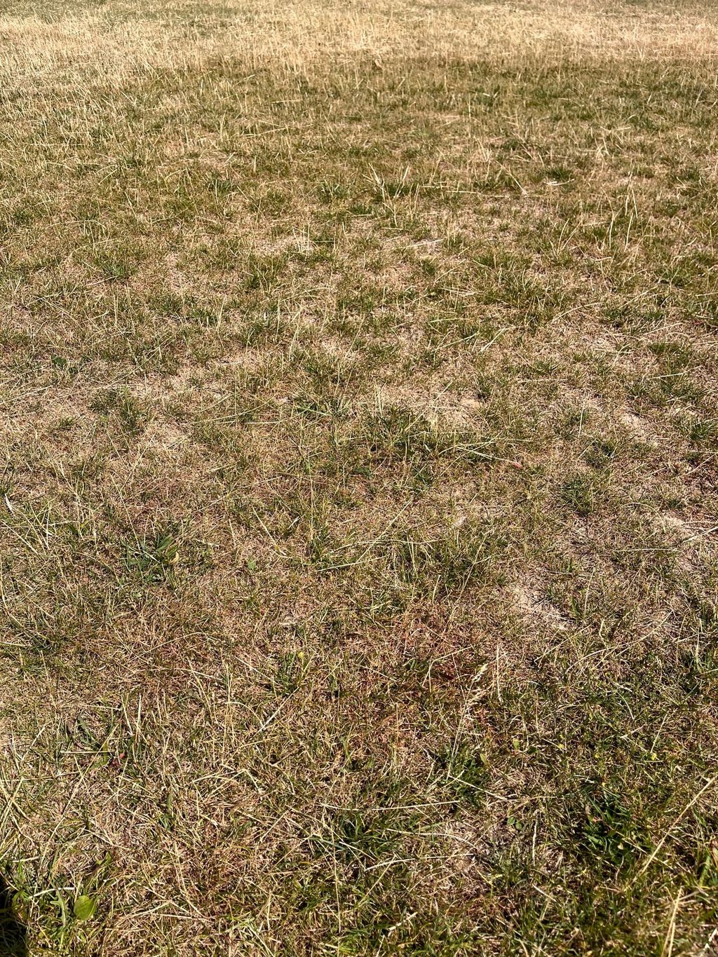 Nature camping on a farm in the Volcanic Eifel