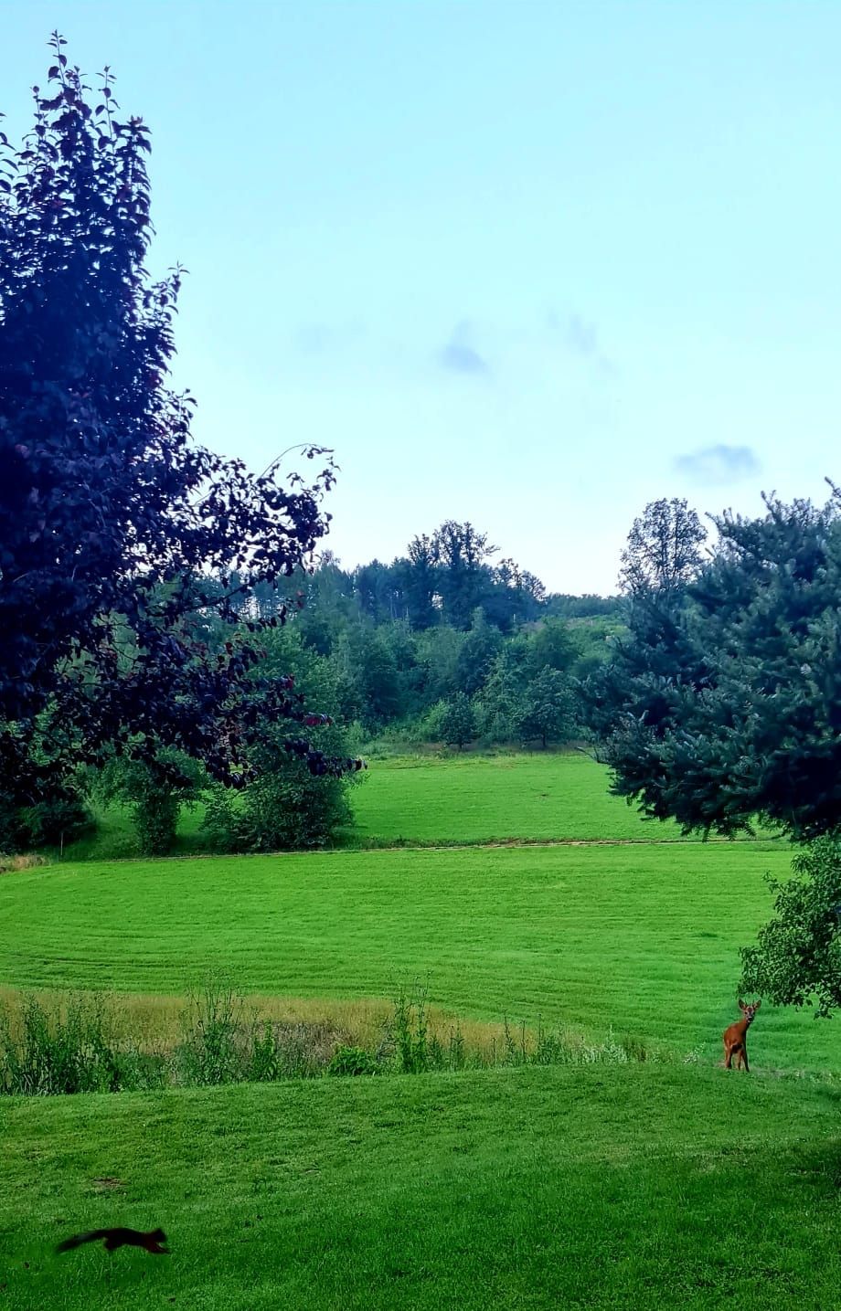Apfelbaumwiese - Natur & Aussicht