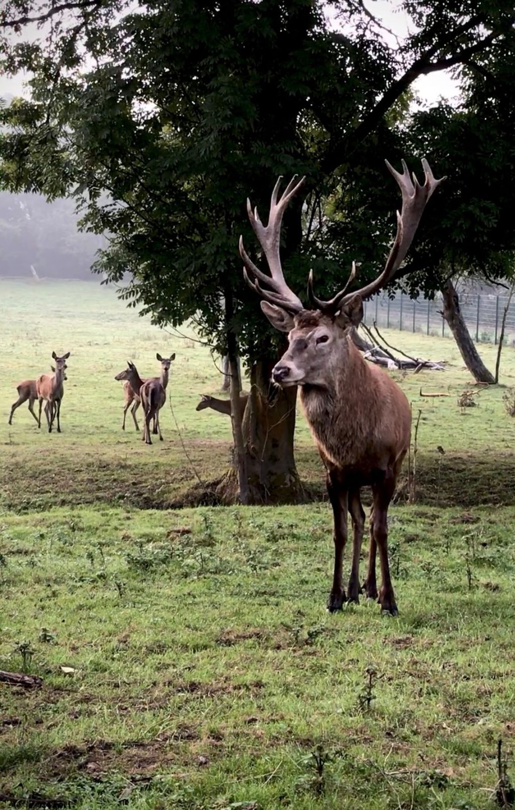 Hirschhausen direkt am Rotwildgehege