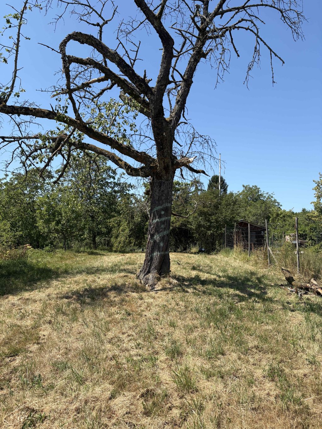 Kirschbaum mit Markierung