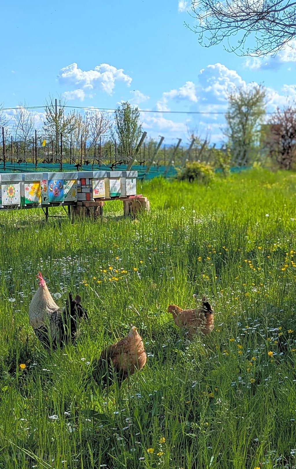Azienda agricola biologica di Parma: vino, miele e trattori d'epoca