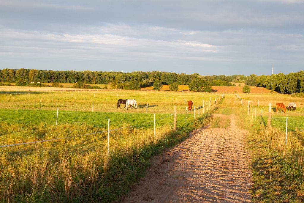 Pastos para caballos en la reserva natural de Lüneburg Heath
