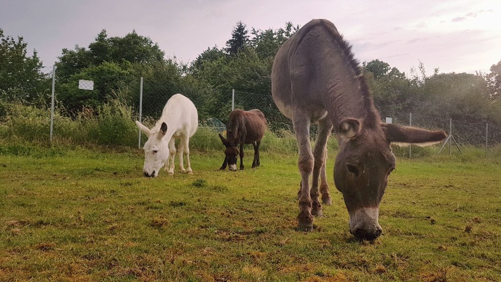Auszeit auf dem Eselhof-Wetterau