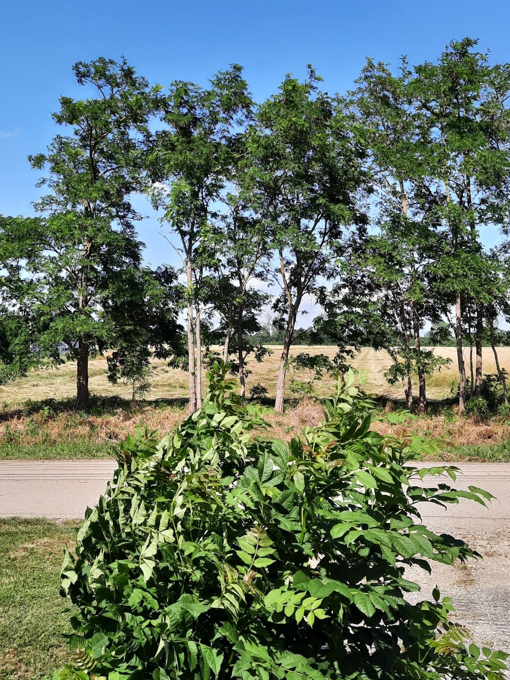 Time out in Hungary - idyll in the countryside