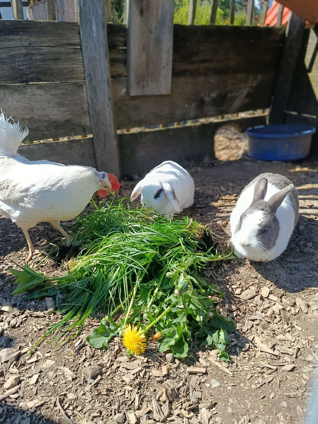 Urlaub auf dem Bauernhof am Rande des Sauerland