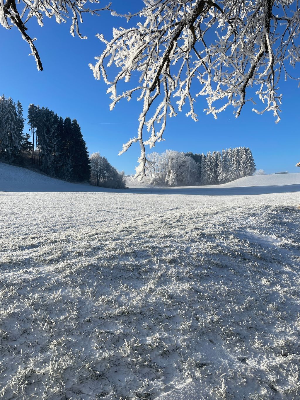 Margine del bosco e pascolo delle pecore: vicino al castello di Neuschwanstein