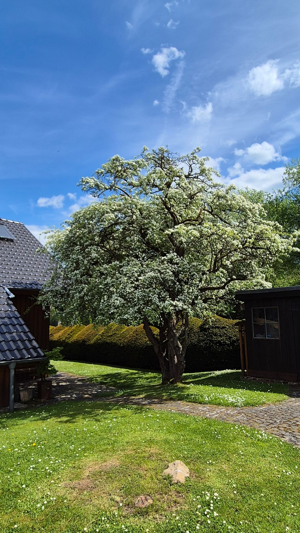 Glühwürmchenwiese am Wald