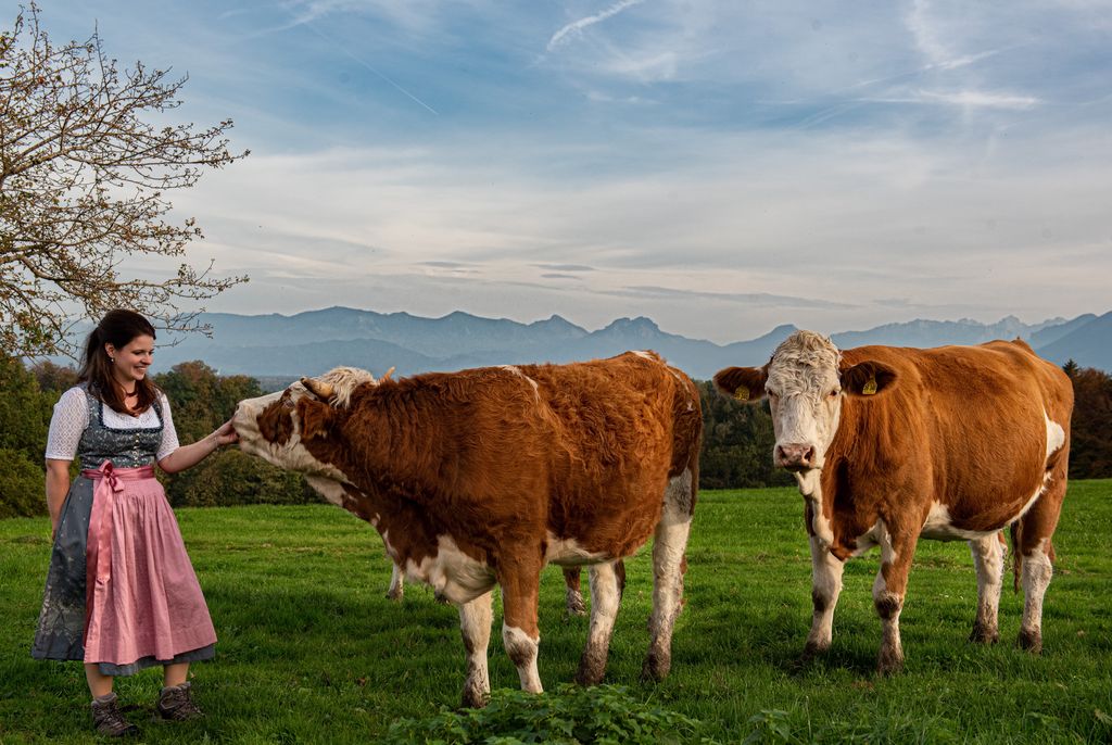 Con vista sulle montagne nel pascolo di alpaca in Alta Baviera