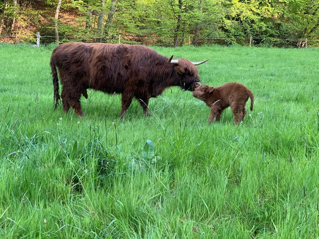 Safariurlaub am Siebengebirge 