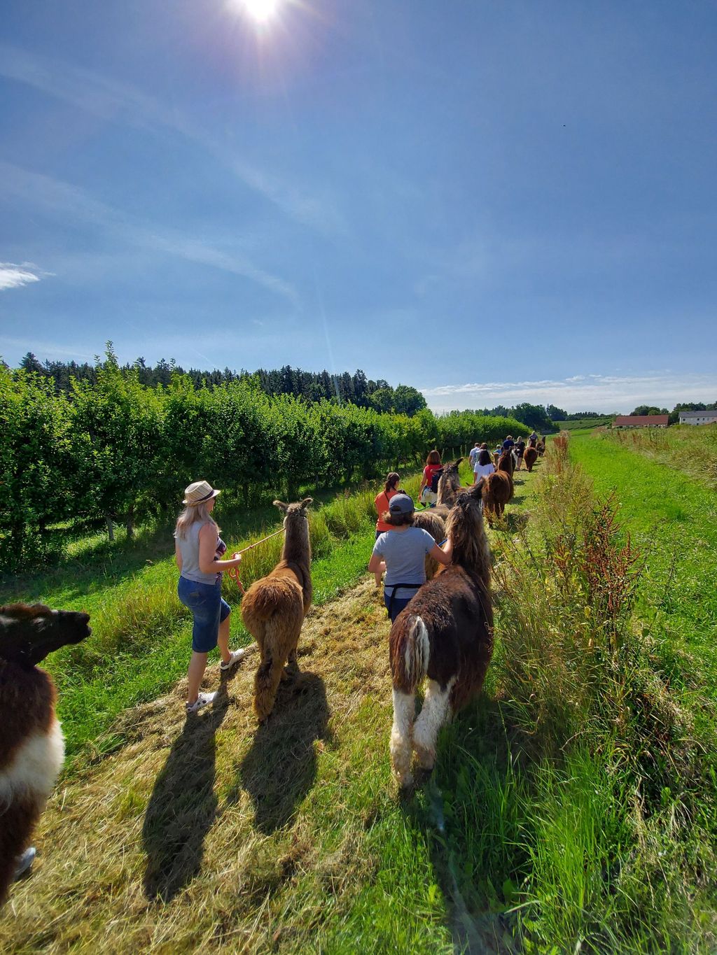 Alpaga/lama/wallaby-Winklhof Pomme/plantation d'aronias