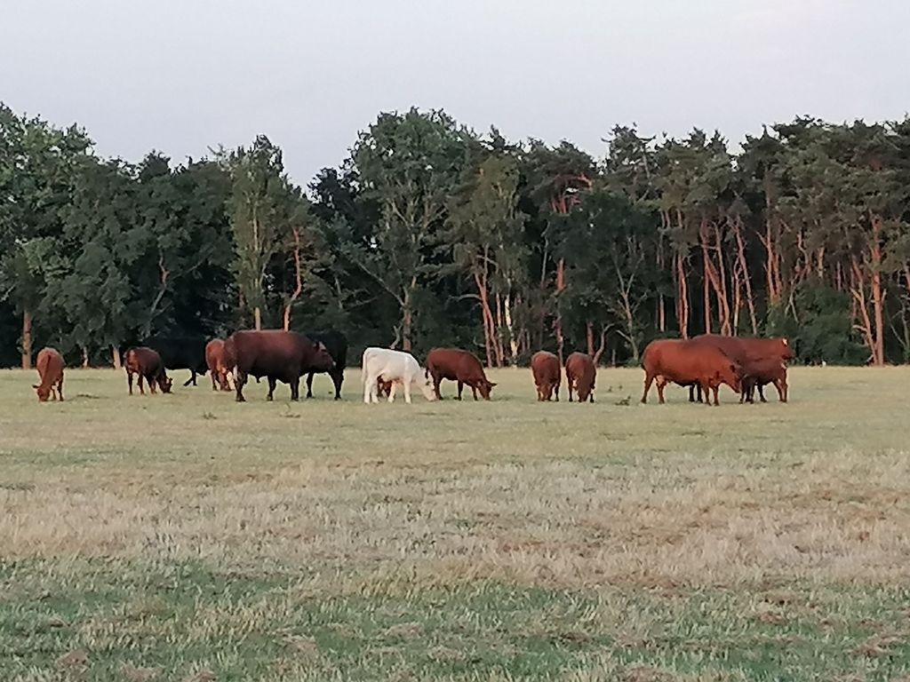 Campeggio sul prato di fieno