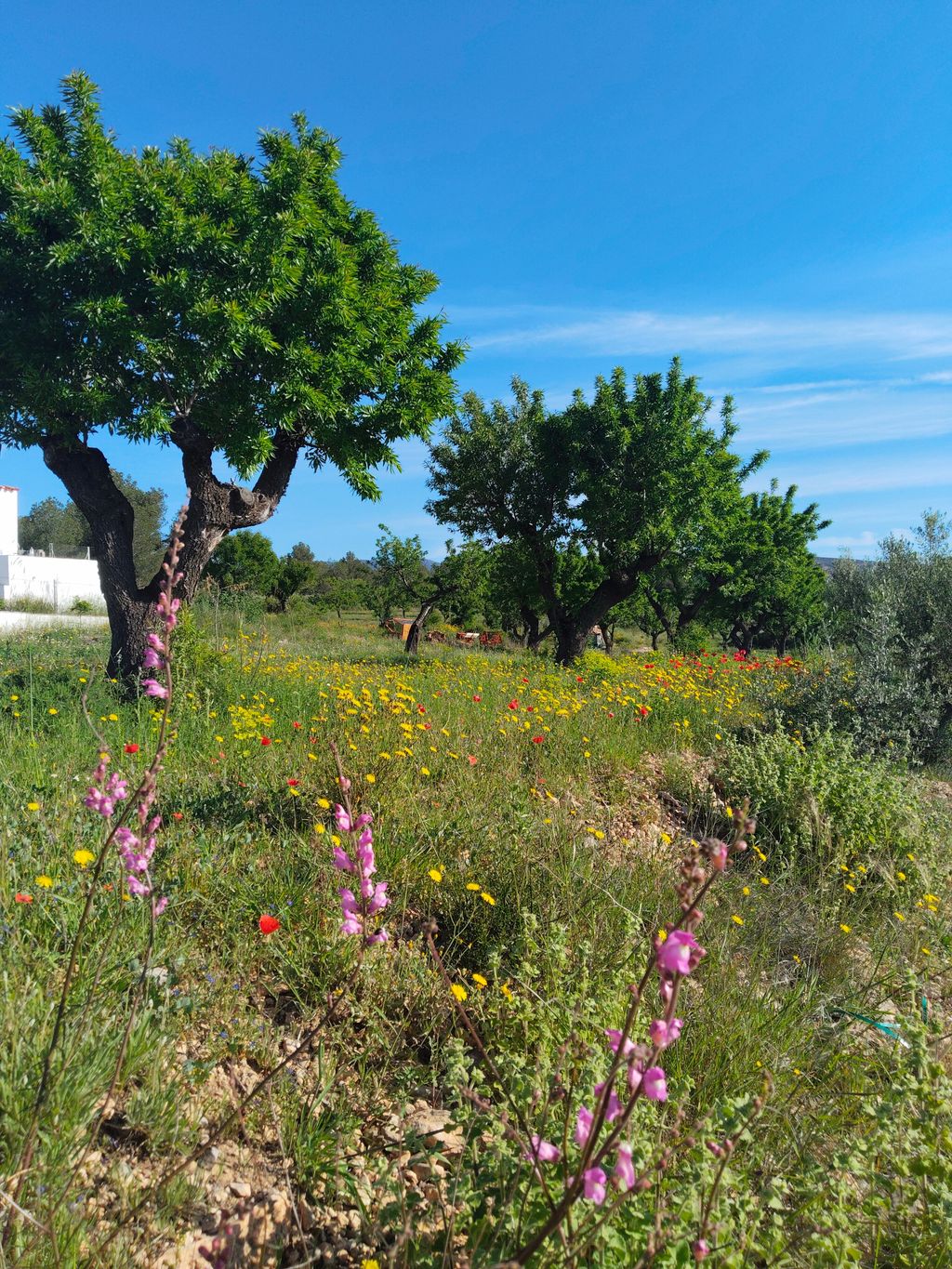 Entre chevaux et amandiers