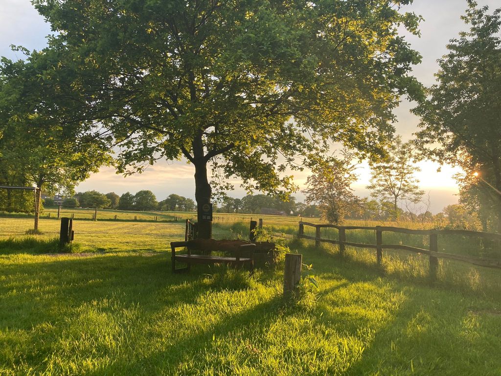 Prato accogliente sotto vecchi alberi
