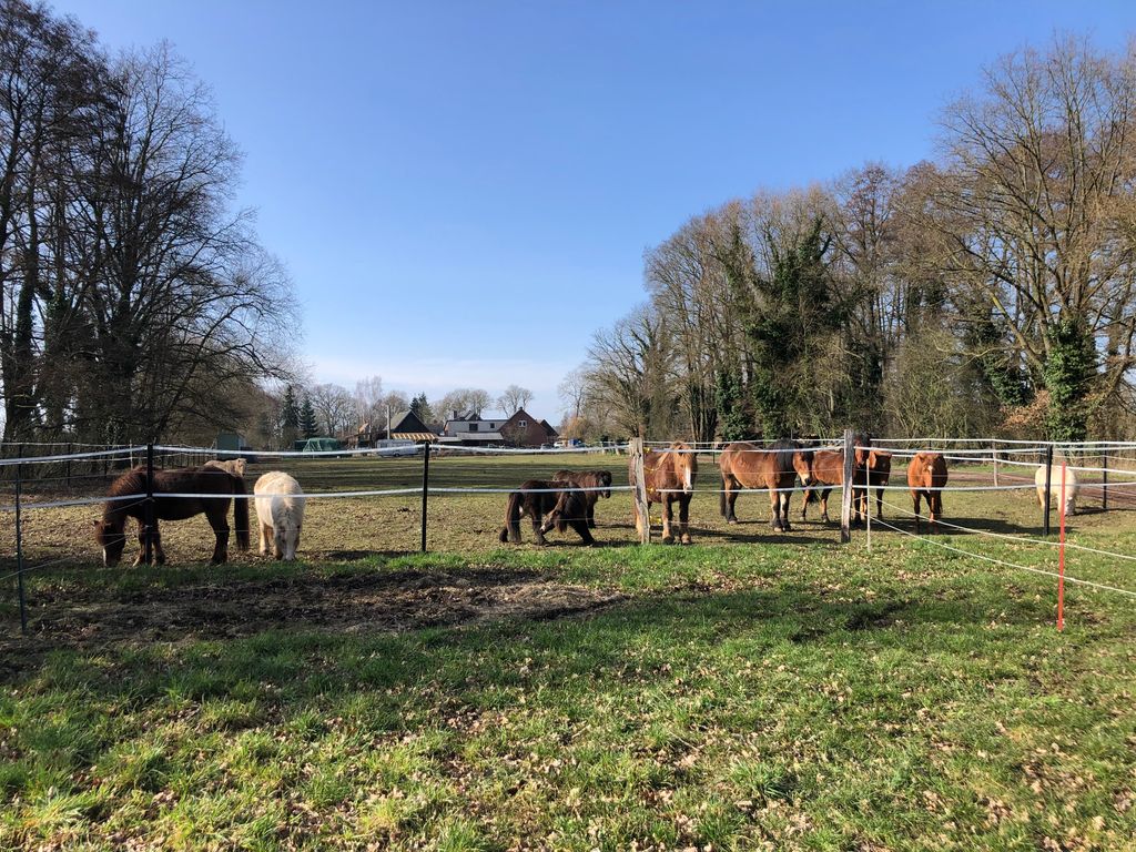 Naturaleza en estado puro: caballos y cielos estrellados