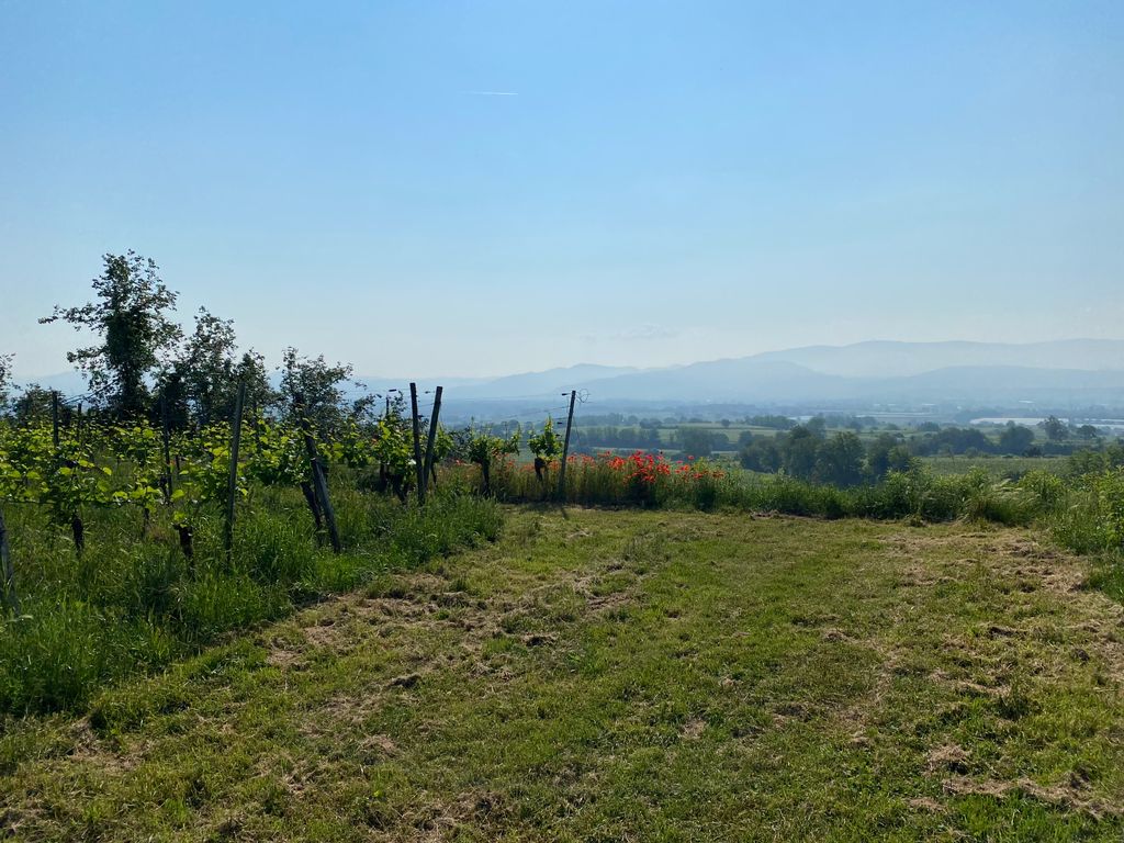 Unique - spend the night in the middle of the vineyards