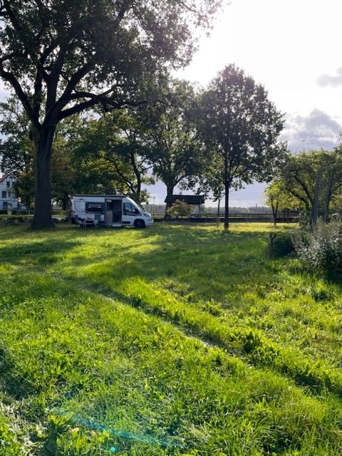 On the heath between sheep and vegetable patch