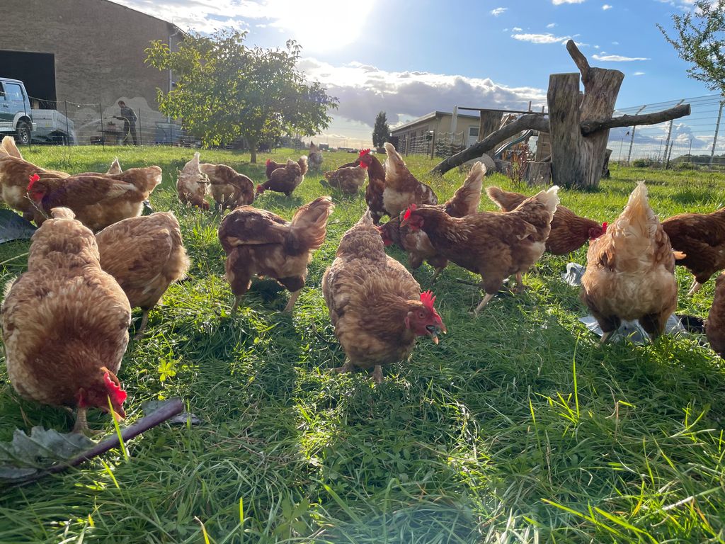 Campeggio ai margini del campo nella fattoria biologica sul Müritz