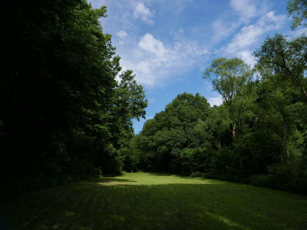 Meadow in the forest in the Siebenmühlental