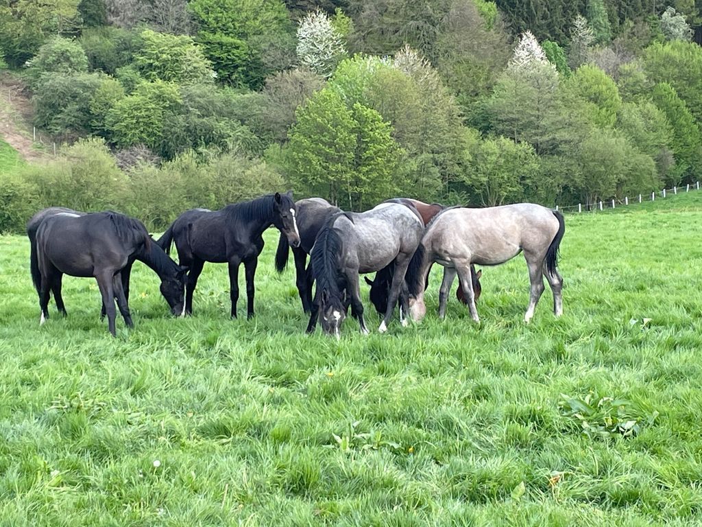 Pâturage pour chevaux avec vue sur le Bergische Land