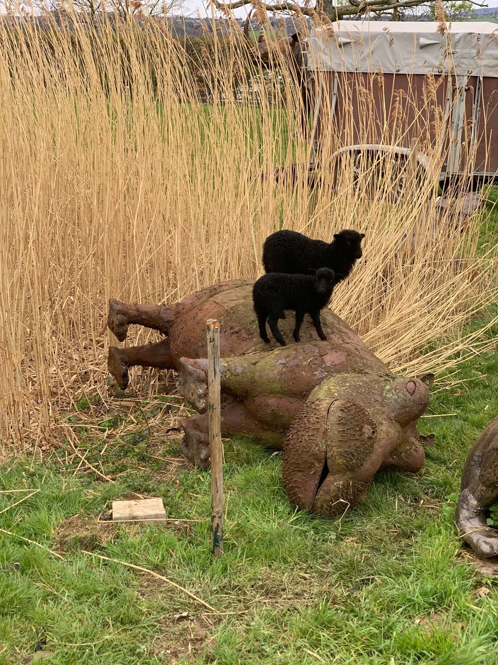 Safariurlaub am Siebengebirge 