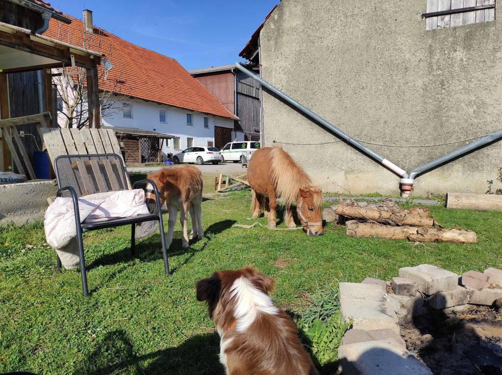 Camping am Pferde-/Erlebnishof Wesbach im Allgäu 