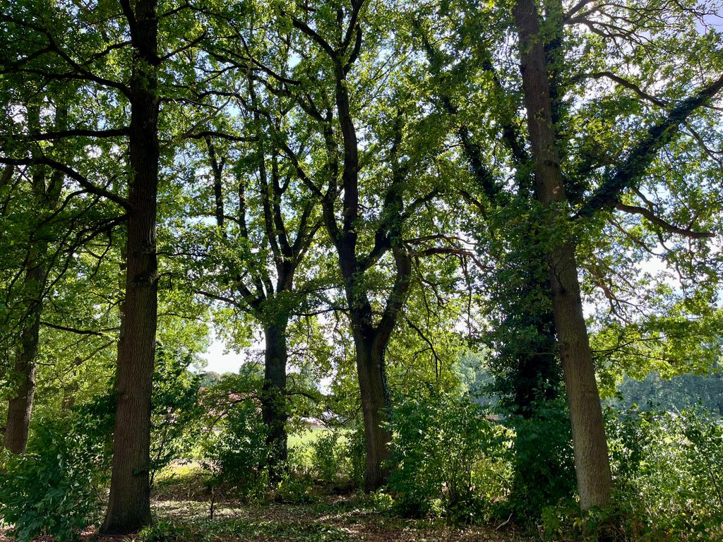 Wilde Wiese Camping