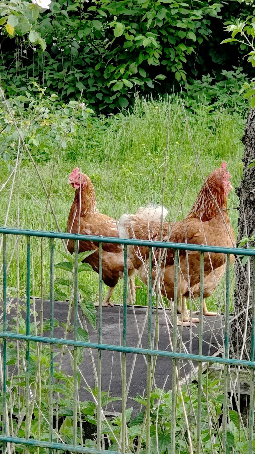 Rilassatevi ai margini della natura