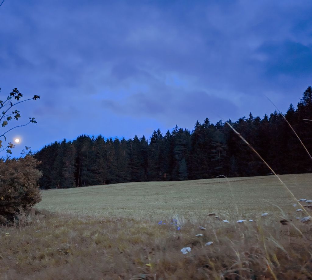 Accommodation in the Black Forest between forest & meadow