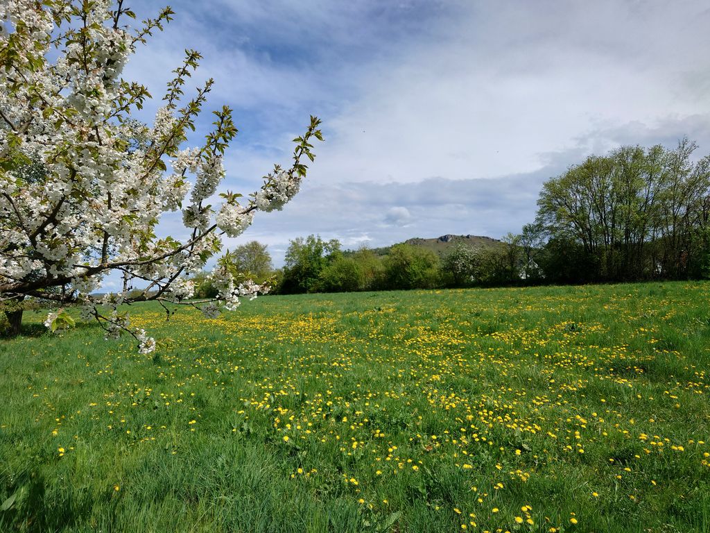 Obstgarten am Fuße des Walberlas 