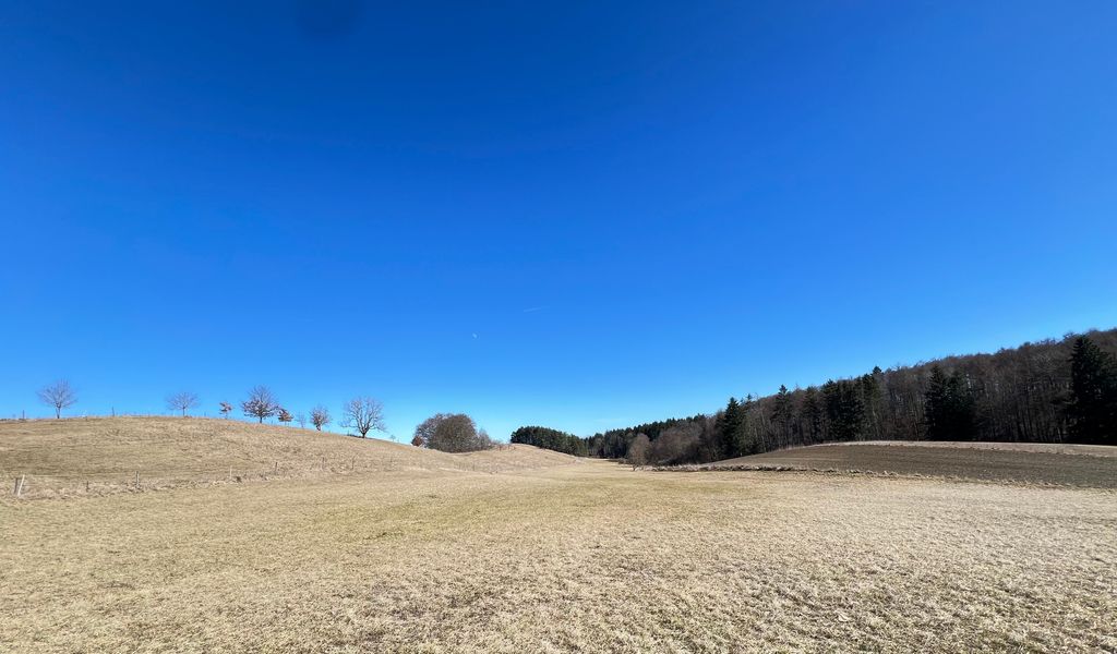 Alleinlage mit Alpenblick: Natur-Idylle am Wald