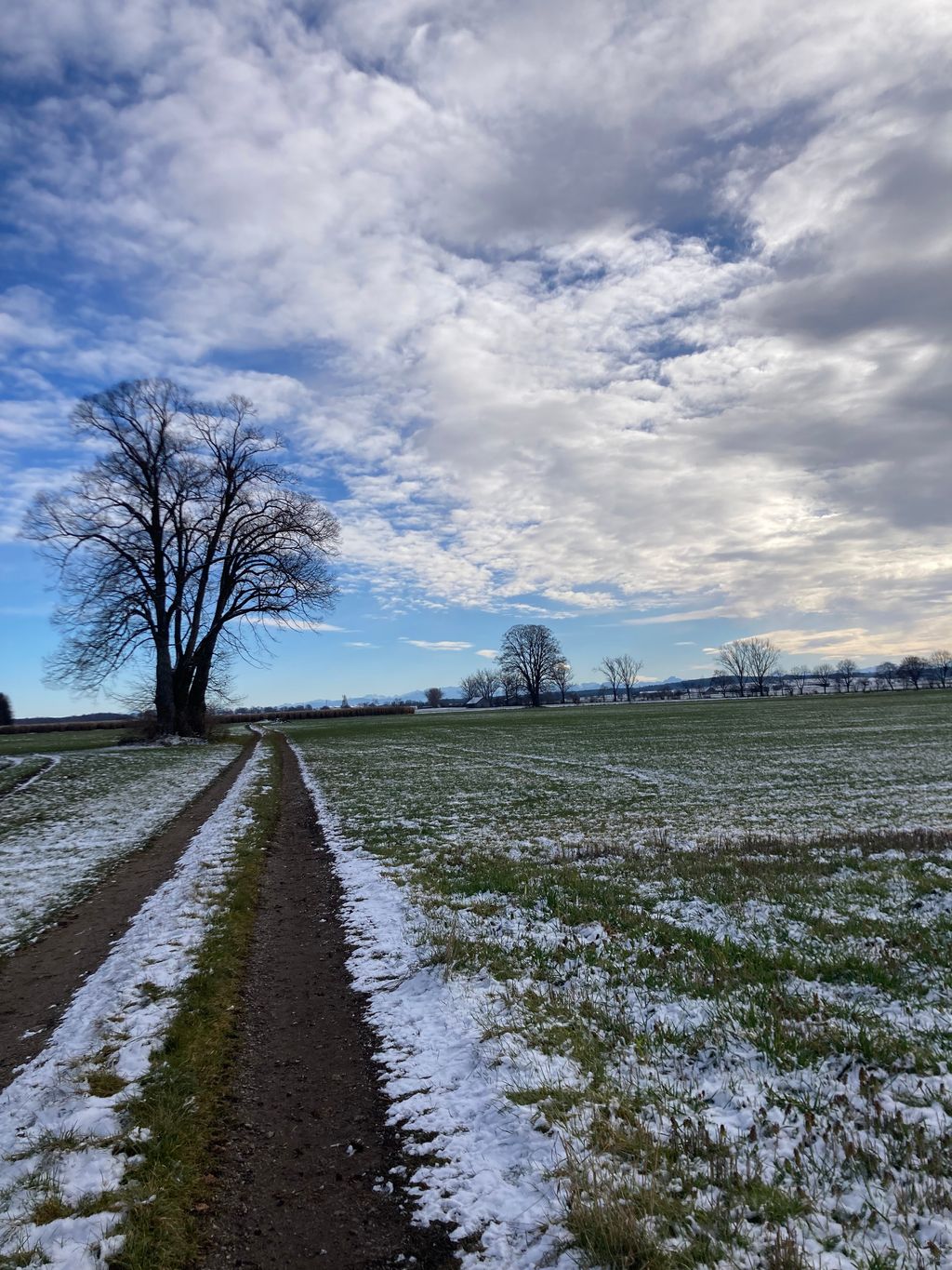 Idylle unter der Linde zwischen Wiesen und Feldern