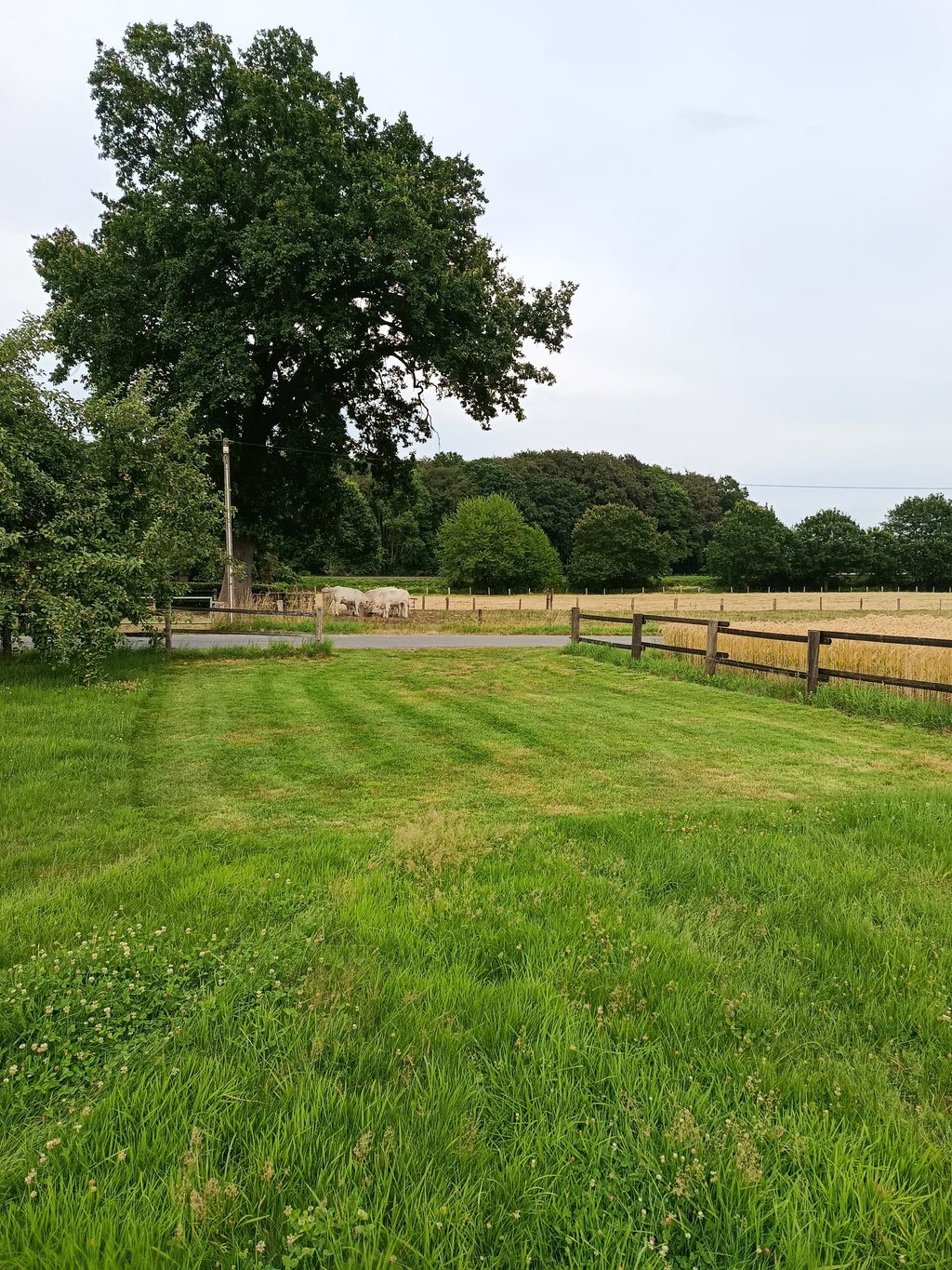A spot on the lawn next to the fruit trees 