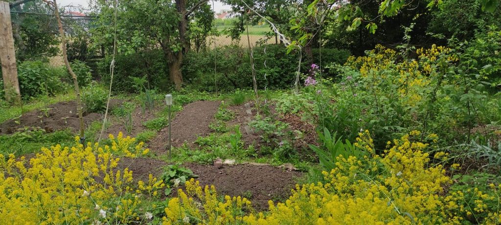 A relaxing meadow garden for nature loving