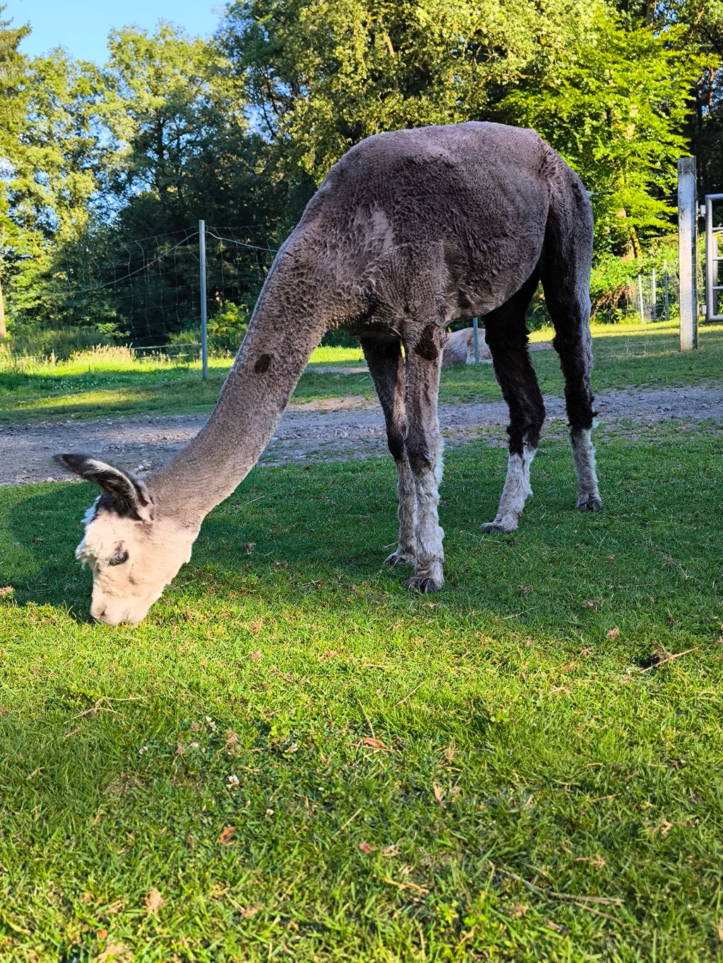  Disfrute y relájese en la granja de alpacas