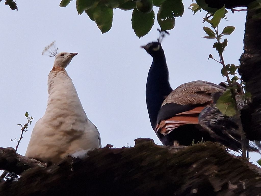 Naturnaher Campingstellplatz am Waldrand von Hufen