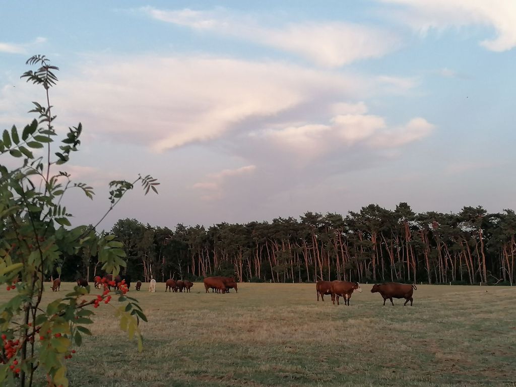 Acampar en el prado de heno