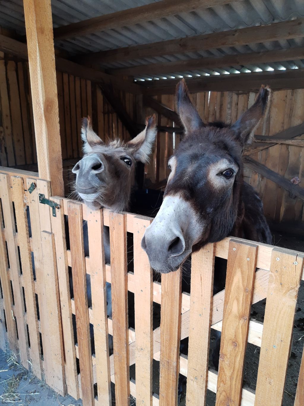 Schlafwagen auf idyllisch gelegenem Eselhof