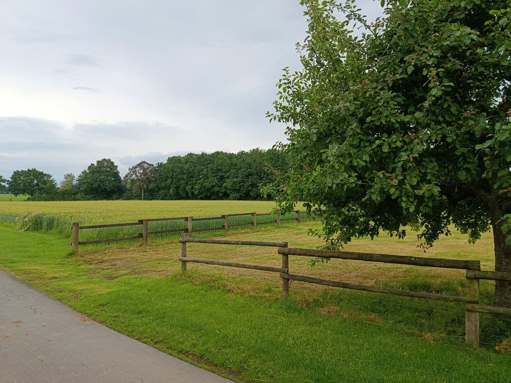 A spot on the lawn next to the fruit trees 