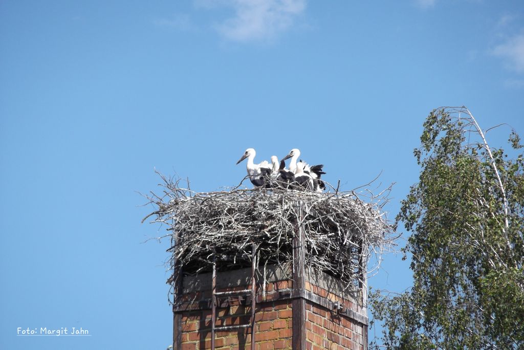 Im Osten Brandenburgs beim Storch zur Untermiete