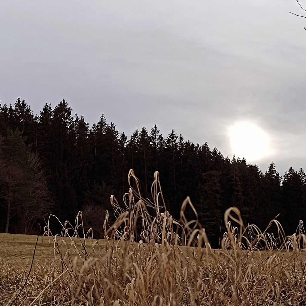 Accommodation in the Black Forest between forest & meadow