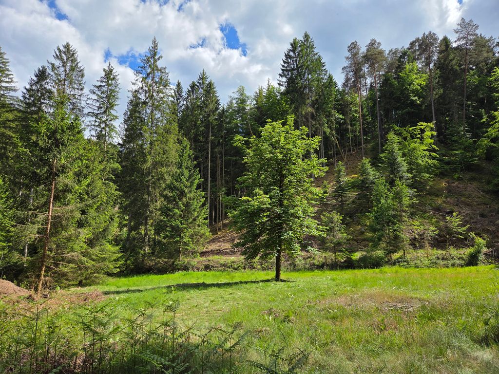 Terrain de camping "Waldruhe" dans la forêt du Palatinat
