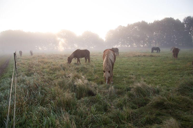 Pastos para caballos en la reserva natural de Lüneburg Heath
