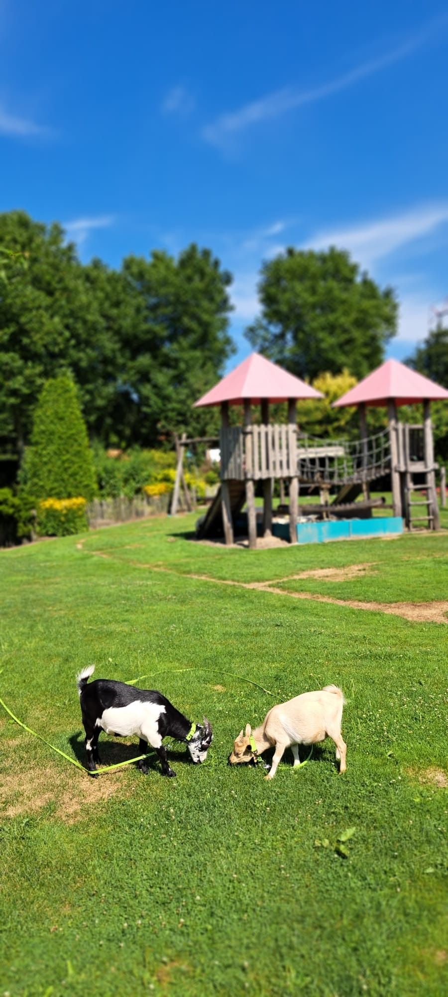 Camping en la granja de actividades