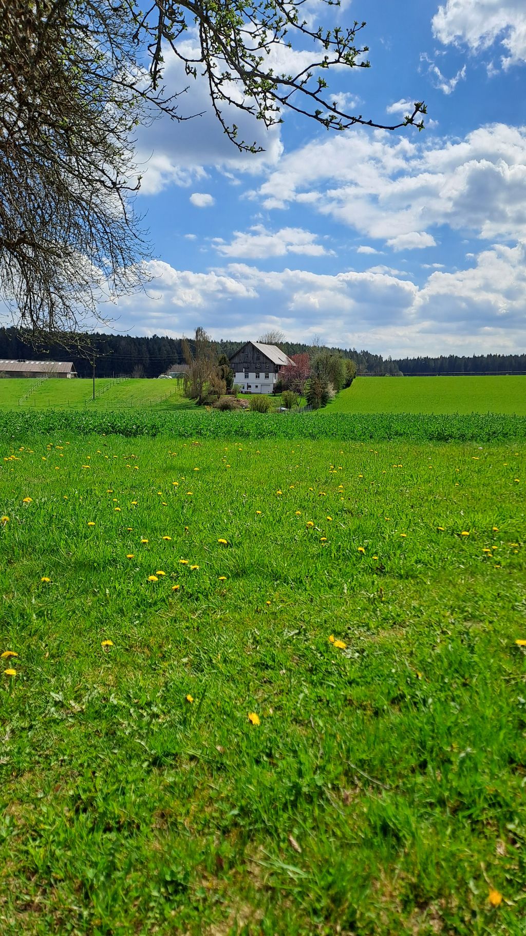 Au cœur de la Forêt-Noire, sans fioritures