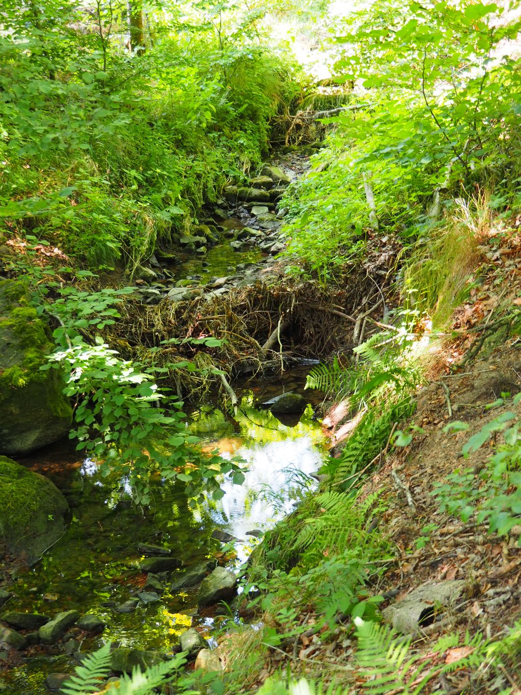 Finde Dein Waldabenteuer